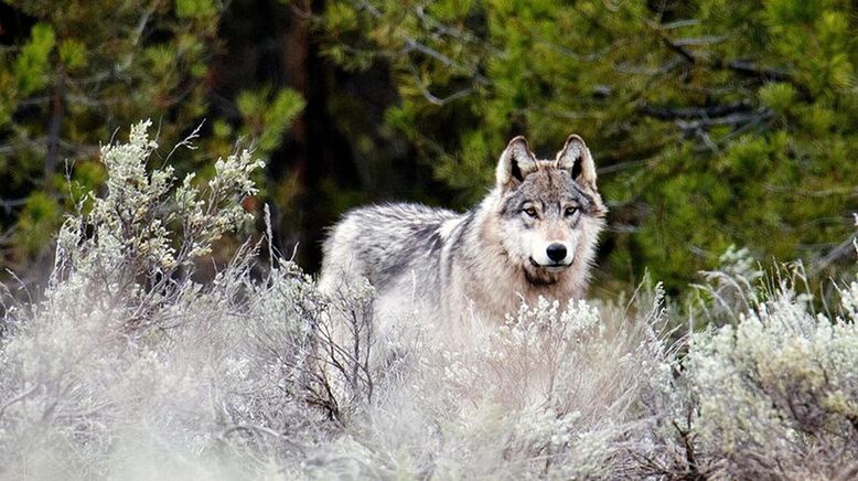 Yellowstone - Das Geheimnis der Wölfe