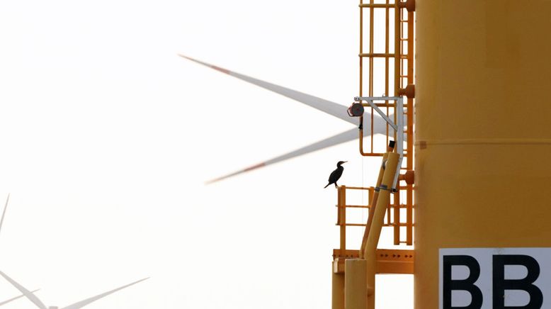 Windparks im Meer - Chance oder Risiko für die Natur?