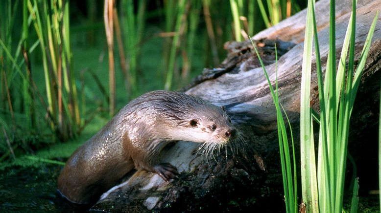 Otter - Die Fischer vom Dienst