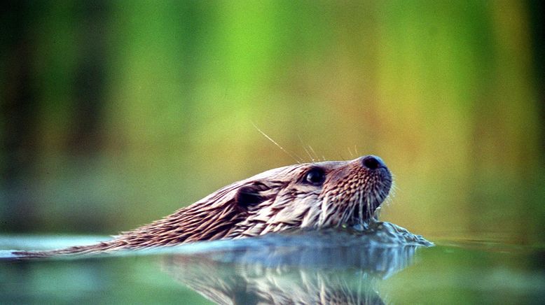 Otter - Die Fischer vom Dienst