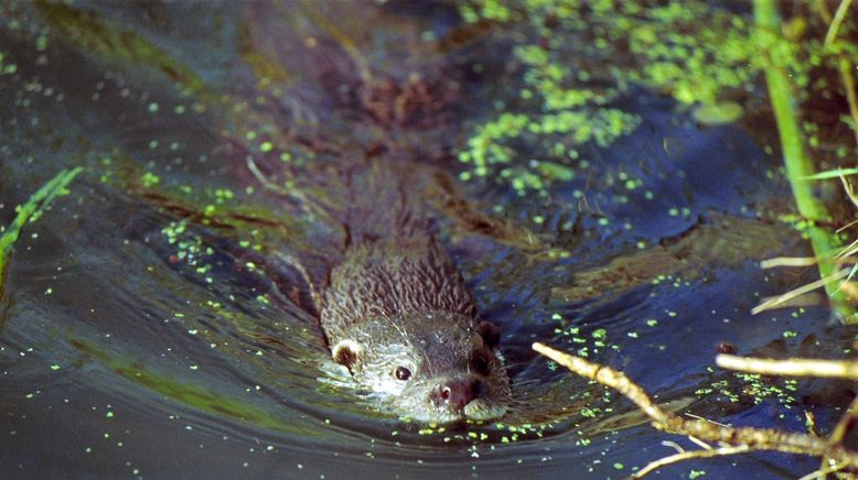 Otter - Die Fischer vom Dienst