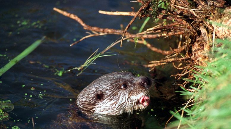 Otter - Die Fischer vom Dienst