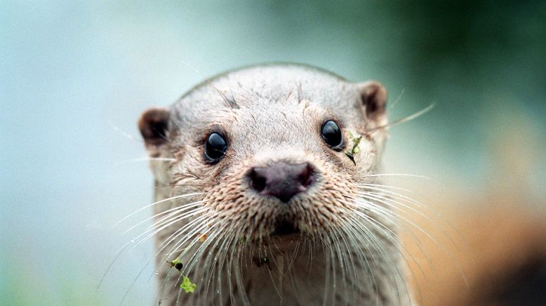 Otter - Die Fischer vom Dienst