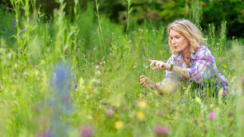 Das Ende der Insekten?