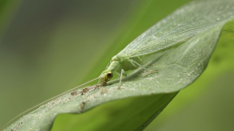 Das Ende der Insekten?