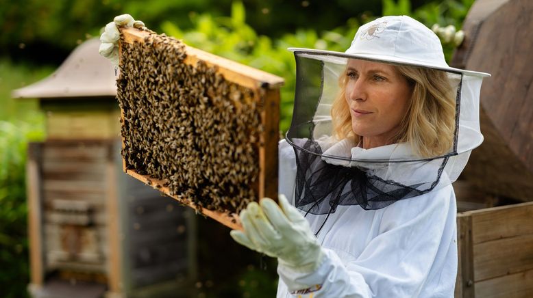 Das Ende der Insekten?