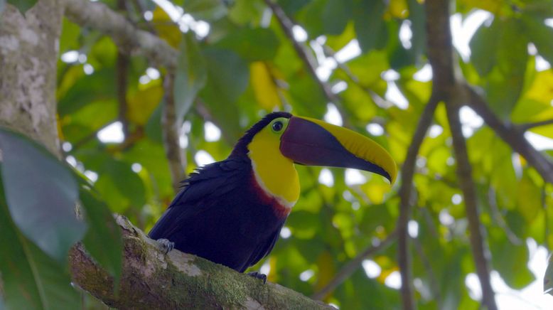 Costa Rica - Das pralle Leben