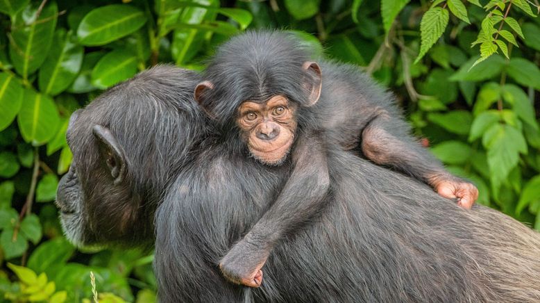 Zoo und so - Tierisch wild!