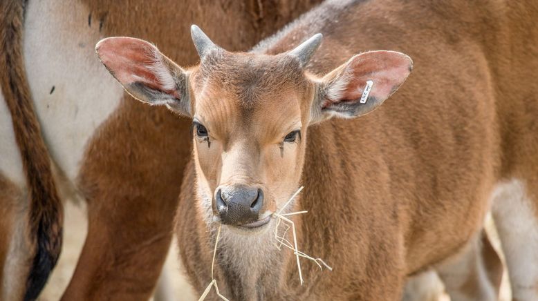 Zoo und so - Tierisch wild!