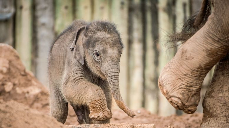 Zoo und so - Tierisch wild!