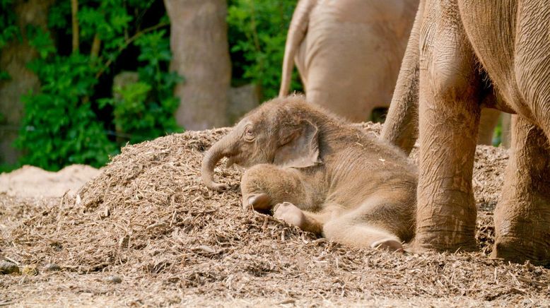 Zoo und so - Tierisch wild!