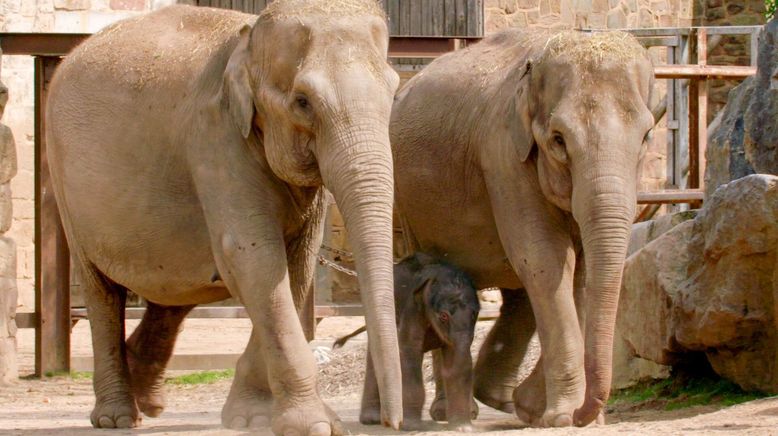 Zoo und so - Tierisch wild!