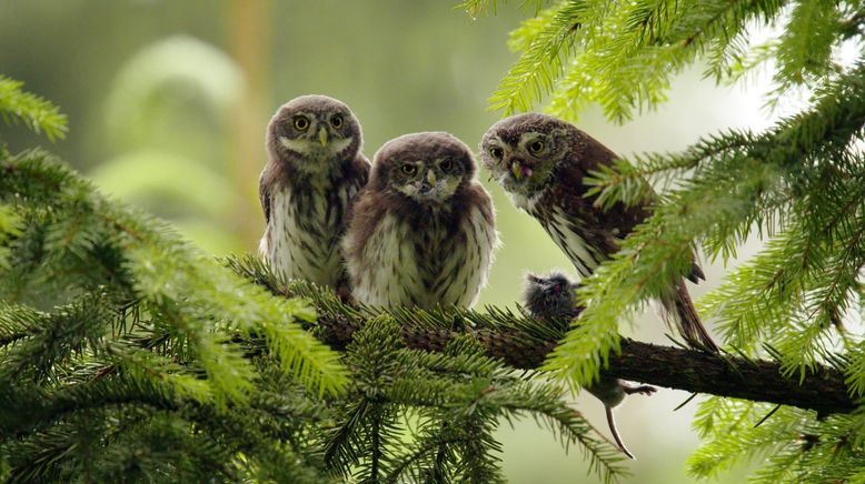 Der Harz - Wildnis im Herzen Europas