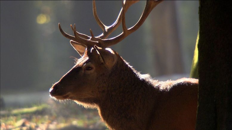 Der Harz - Wildnis im Herzen Europas