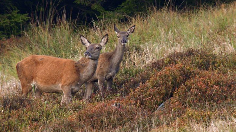 Der Harz - Wildnis im Herzen Europas