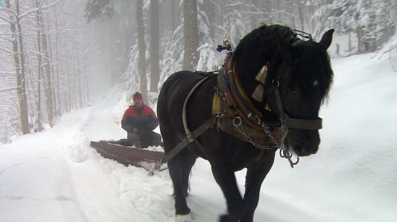 Die bunte Nutztierwelt in Vorarlberg