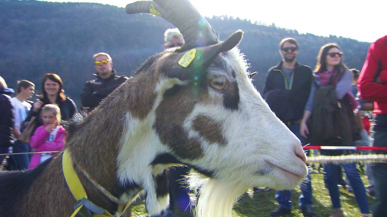 Die bunte Nutztierwelt in Vorarlberg