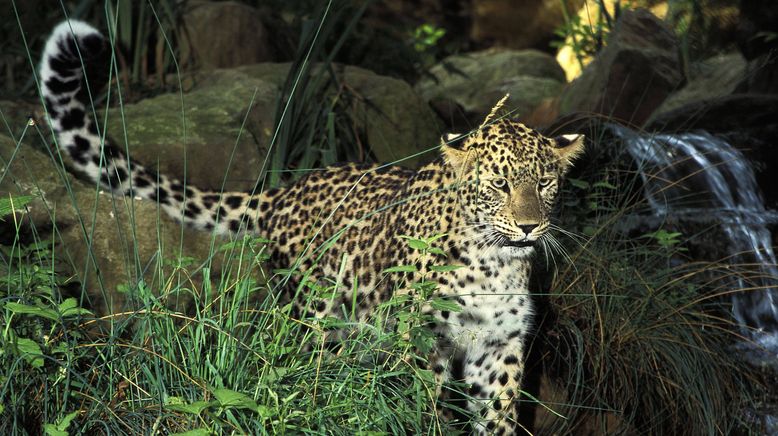 Armenien - Die Rückkehr des Leoparden