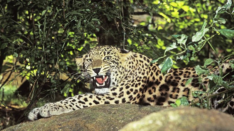 Armenien - Die Rückkehr des Leoparden