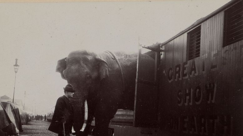 Fritz, der Elefant - Eine tragische Geschichte