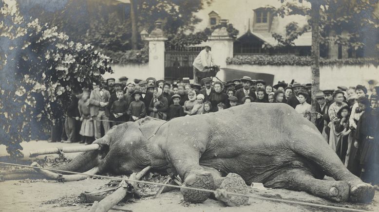 Fritz, der Elefant - Eine tragische Geschichte