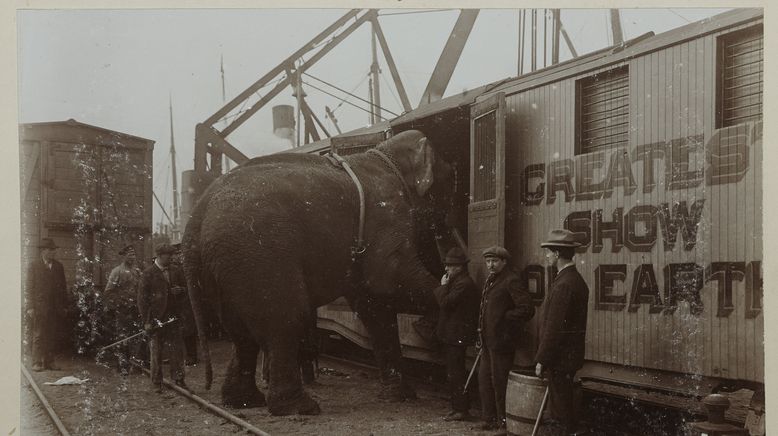 Fritz, der Elefant - Eine tragische Geschichte