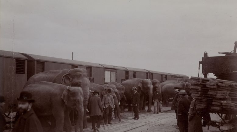 Fritz, der Elefant - Eine tragische Geschichte