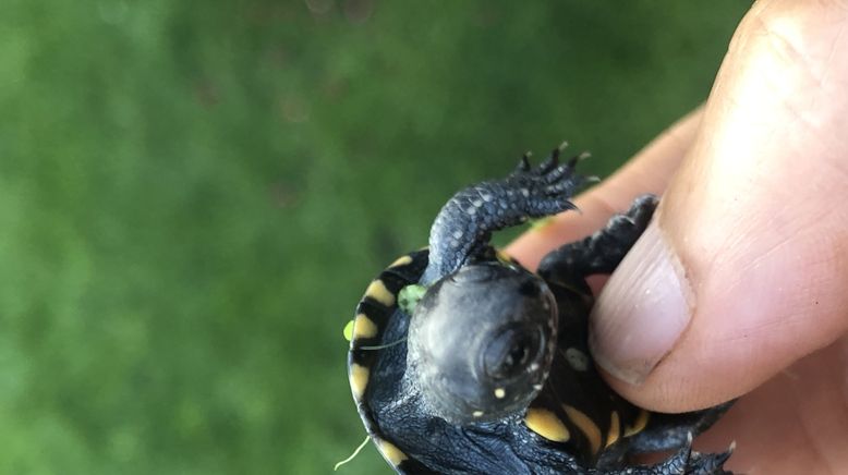 Sumpfschildkröte oder Kartoffel? Der Kampf um Feuchtgebiete