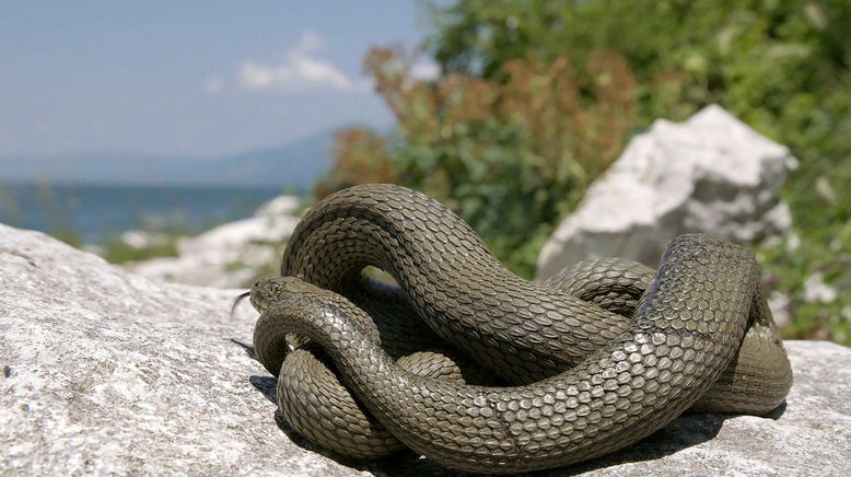 Wilde Schönheiten