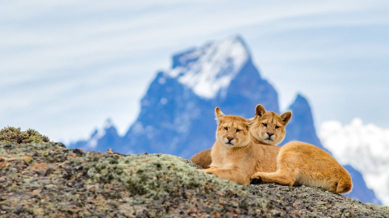 Wildes Patagonien