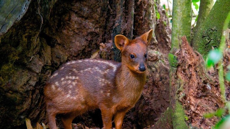 Wildes Patagonien