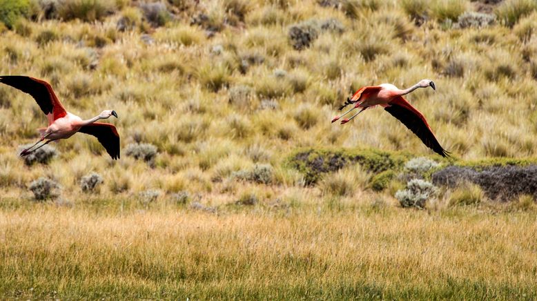 Wildes Patagonien