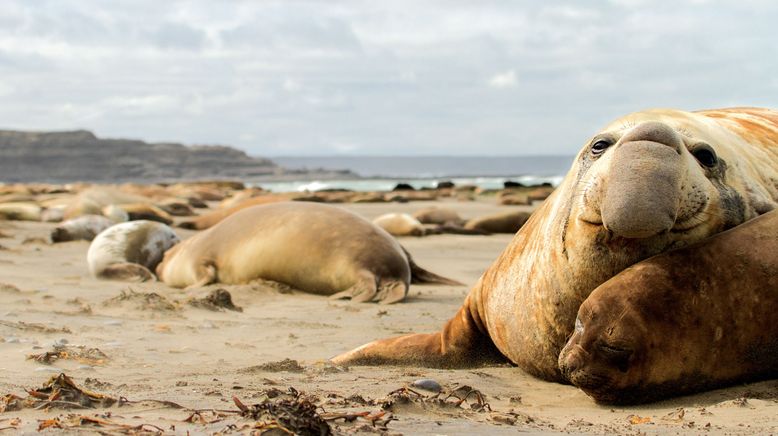 Wildes Patagonien