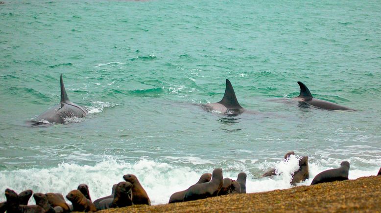 Wildes Patagonien