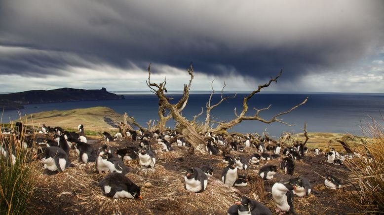 Wildes Patagonien