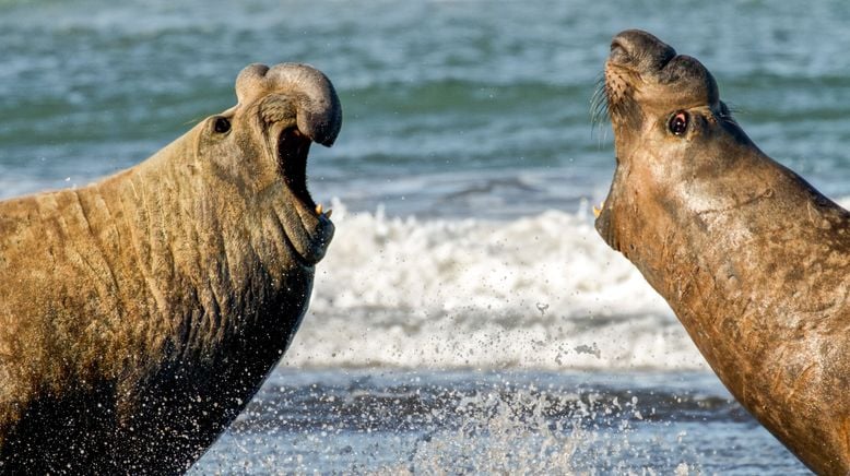 Wildes Patagonien