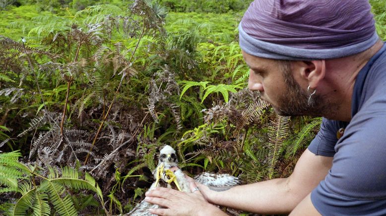 Die Insel La Réunion - Versuchslabor der Evolution