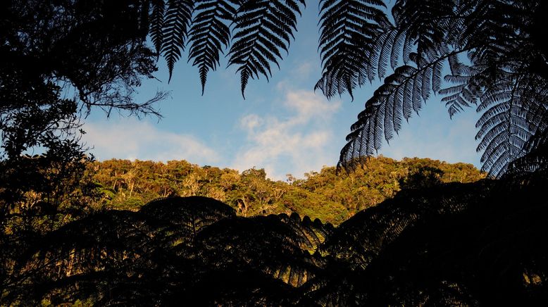 Die Insel La Réunion - Versuchslabor der Evolution