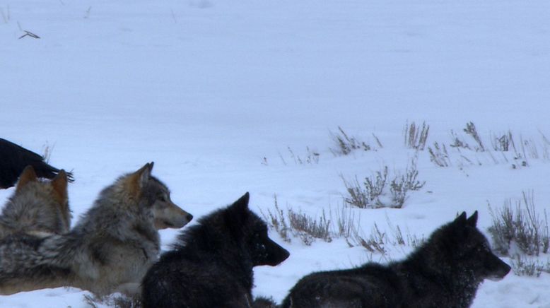 Die Wölfe des Yellowstone: Die nächste Generation