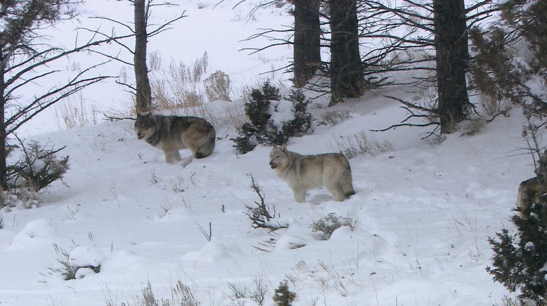 Die Wölfe des Yellowstone: Die nächste Generation