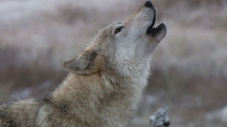 Die Wölfe des Yellowstone: Die nächste Generation