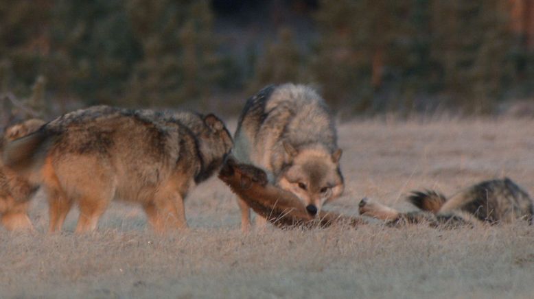 Die Wölfe des Yellowstone: Die nächste Generation