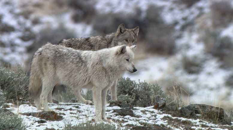 Die Wölfe des Yellowstone: Die nächste Generation