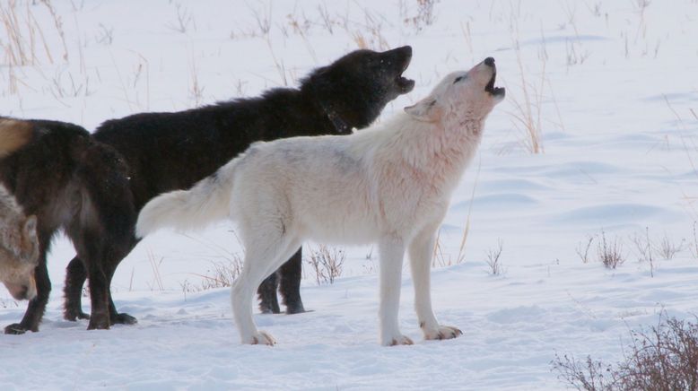 Die Wölfe des Yellowstone: Die nächste Generation