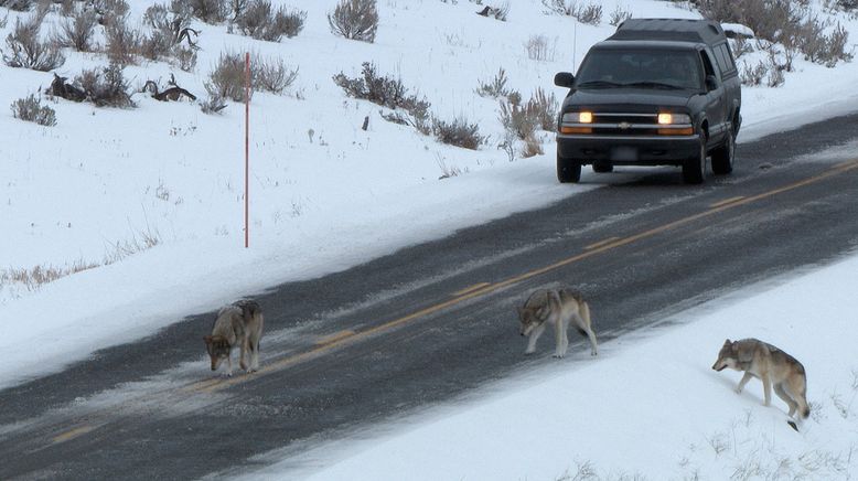 Die Wölfe des Yellowstone: Die nächste Generation