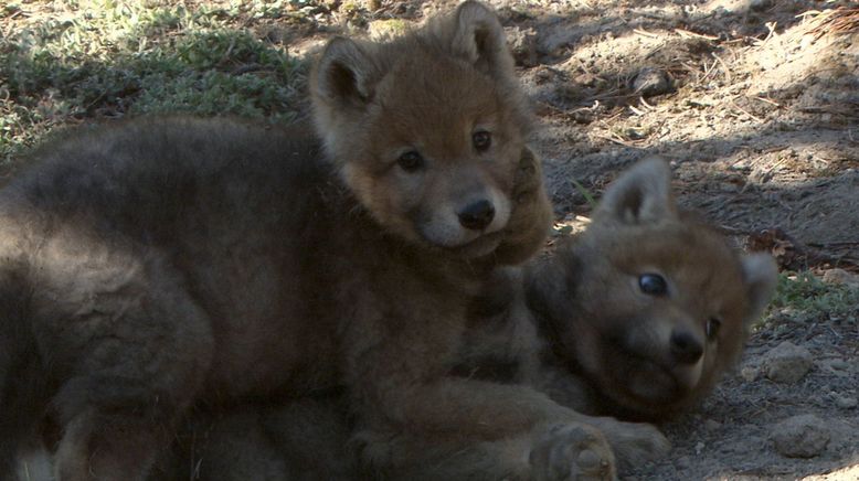 Die Wölfe des Yellowstone: Die nächste Generation