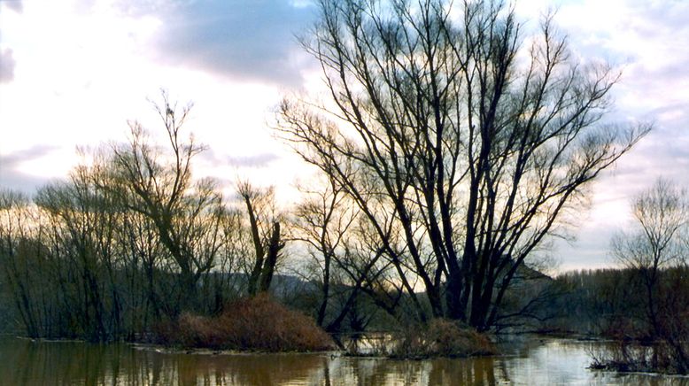 Fluss ohne Grenzen - Auenwildnis an der March