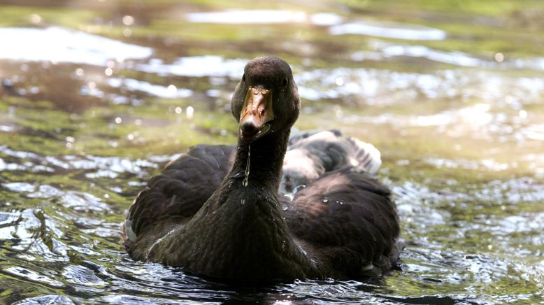 Fluss ohne Grenzen - Auenwildnis an der March