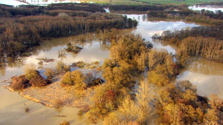 Fluss ohne Grenzen - Auenwildnis an der March