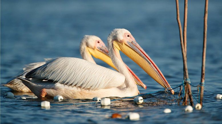 Pelikane, die Könige des Donaudeltas